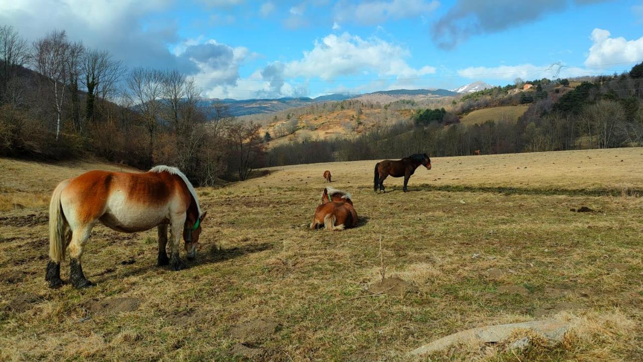 Cel I Fusta * Camprodon